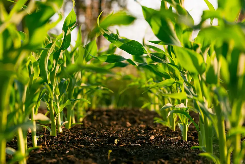 Rows of maize in an irrigated field
