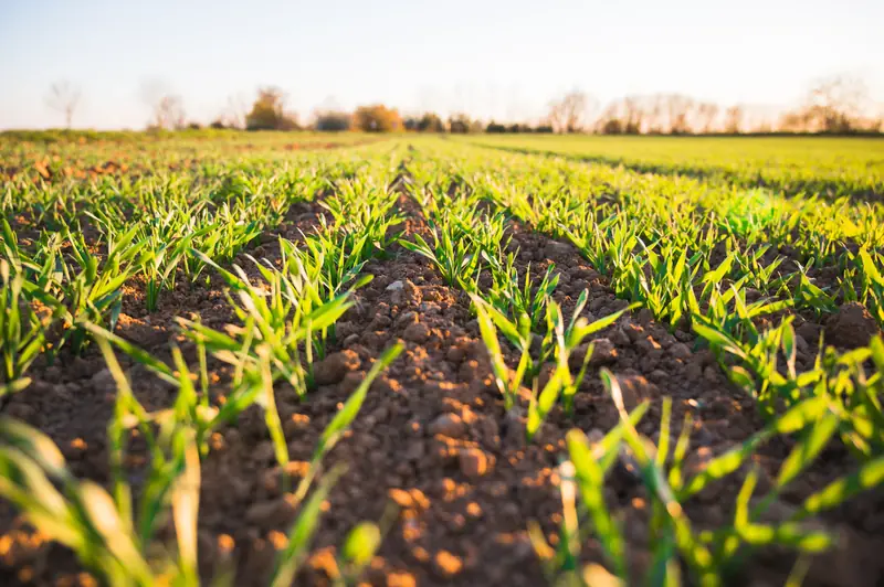 Young crops growing in tilled rows