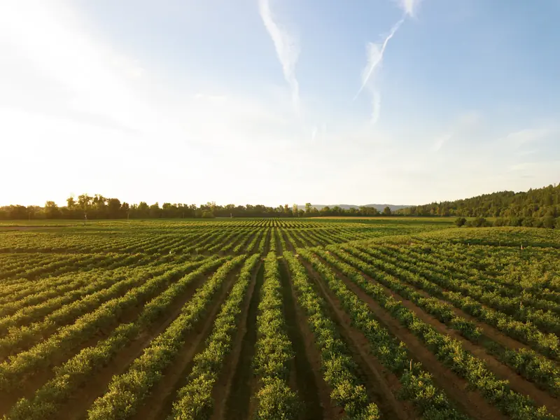 Aerial view of cultivated farmland