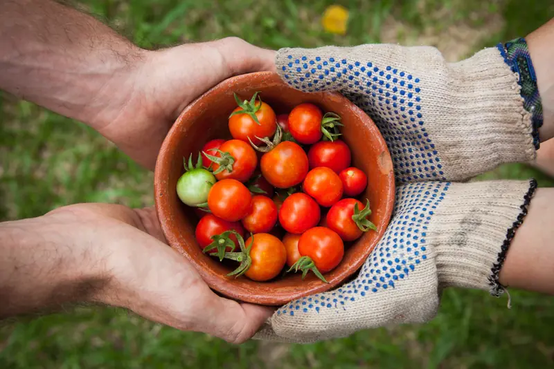 Freshly harvested tomatoes in crates