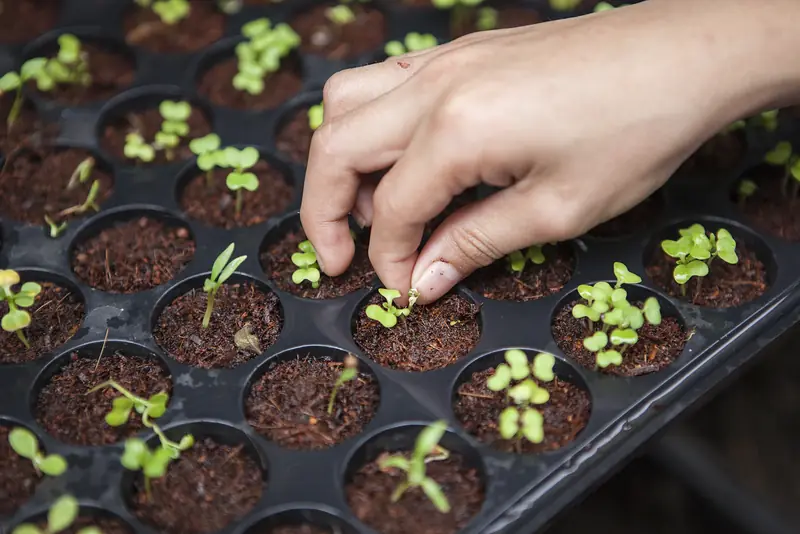 Hands planting seedlings in a tray